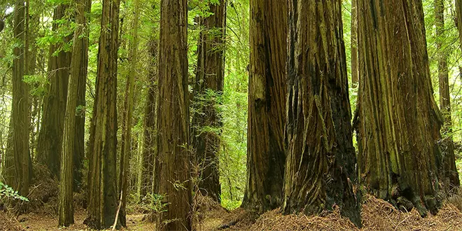 Parque Nacional Redwood, California.